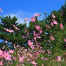 장산억새밭 이미지