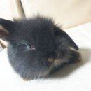 토린세스 이미지