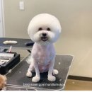 바닐라 애견샵 이미지