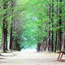 장태산휴양림 이미지