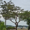 제2청우농장 네이버블로그