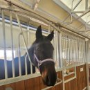 아이캐슬2 이미지