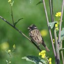 【촉새】 Black-faced bunting〔Emberiza spodocephala〕 이미지