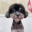 단비네 애견미용 이미지