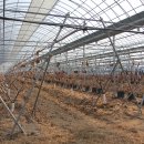 전정금농장 이미지