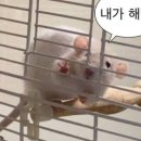 로시1978 이미지