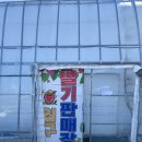 해마루농원 | 서울 근교 포천 내돈내산 딸기체험 해마루딸기농원 입장료와 키즈존이 무료