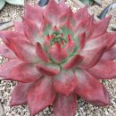 싱싱다육그린원 이미지