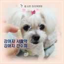 이담동물병원 | 밀크시슬 실리포스 영양제, 과연 강아지 사람약 급여해도 안전할까요?