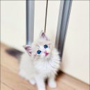 Fall in Rags 이미지