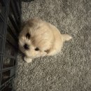 멍벤져스 이미지