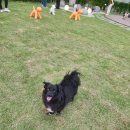 이든펫샵 이미지