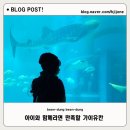 남극과 북극의 신기한 비밀 | 아이랑 가기 좋은 오사카 가이유칸 수족관 고래상어·개복치까지 만난 후기