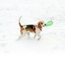 꼬리 흔드는 강아지 이미지