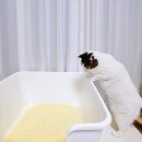 힐스펫뉴트리션코리아(유) | 고양이 사료 추천, 비만 뚱냥이 다이어트 위해 선택한 힐스
