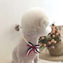 참견(犬) 이미지