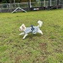 선샤인 반려견 유치원 이미지