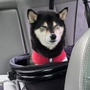 금산서울팬션민박 | [기쁨이네 민박]대부도/영흥도 반려동반 독채펜션 내돈내산 방문후기