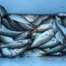 어항단지로 이미지