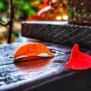 드리밍하우스 이미지