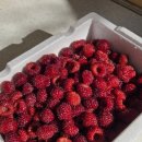 해토 | 산딸농부 해토팜 산딸기 활용법 | 아이 간식으로 좋은 산딸기 푸딩젤리 만들기