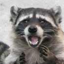 떼굴떼굴 이미지