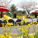 서귀포의 봄 &#39;서귀포유채꽃축제&#39; 개최 이미지