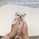 블리독(동대문장안점) 이미지