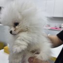 댕댕프렌즈 | 부천 강아지분양 믿고 맡길 수 있는 곳, 댕댕프렌즈 방문 후기