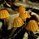 버섯마을 이미지