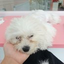 그루밍_light 이미지