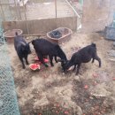 우리염소 이미지