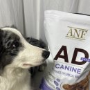아기강아지 | [내돈내산/강아지사료] ANF 어드밴티지 AD 캐나인 사료 - 8개월 아기 강아지 사료 후기