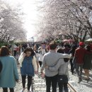 진해의 봄!(14. 4. 4) 이미지