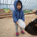 보다더동물농장 이미지