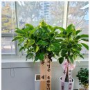 드지니디자인