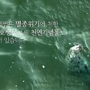 점박이 물범가족 이미지