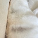 딸기펫살롱 | [강아지 린스] 반려견도 트리트먼트 필수 • TOB TODA 펫 스킨 트리트먼트