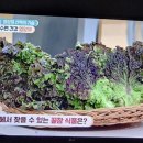 들물 Daum카페