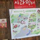 갱이농장 | 포천 사과깡패 사과농장 사과따기체험 후기(feat.카페 애플갱)