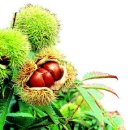 중산농장 이미지