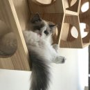 신비돌스 랙돌 캐터리 이미지