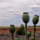 은하칼라 이미지