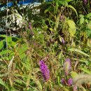 숲속낚시터 이미지