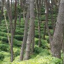 치유의 숲 이미지