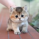 광주강아지분양 고양이분양 미유펫 본점 네이버블로그