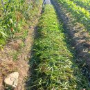 액비골(2) 이미지