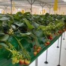 안정농장 이미지