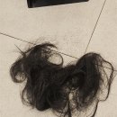 [경기 성남] 분당 레이어드컷 예솔실장님께 레이어드컷 받은 솔직 후기