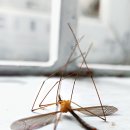 홍크린 이미지